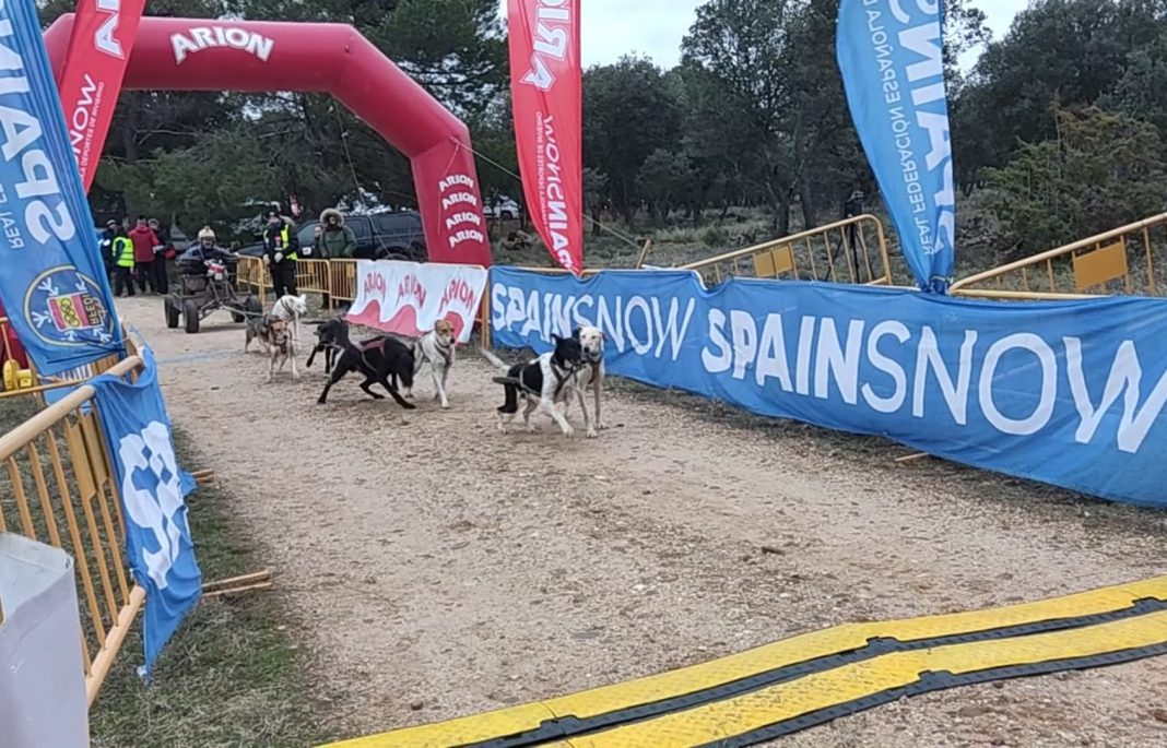 Uno de los mushers en el DR8 durante la salida en el monte de La Calabaza (Aranda de Duero)
